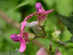Lathyrus sylvestris