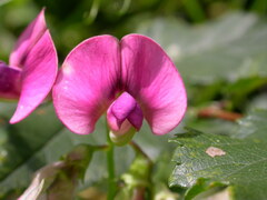 Lathyrus sylvestris