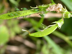 Lathyrus sylvestris
