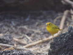 Setophaga petechia aureola