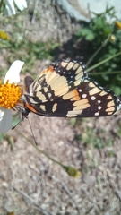 Chlosyne lacinia adjutrix