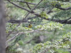 Spinus barbatus