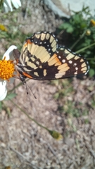 Chlosyne lacinia adjutrix