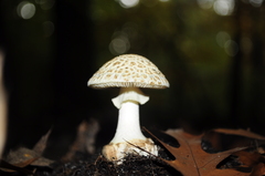 Amanita citrina