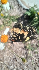 Chlosyne lacinia adjutrix