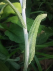Helichrysum luteoalbum