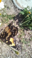 Chlosyne lacinia adjutrix