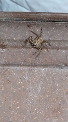 Selenops submaculosus