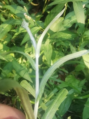 Helichrysum luteoalbum