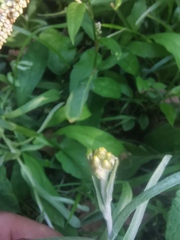 Helichrysum luteoalbum