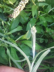 Helichrysum luteoalbum