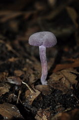 Laccaria amethystina