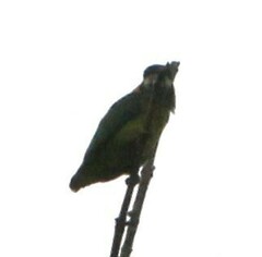 Cyclopsitta gulielmitertii