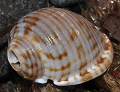 Semicassis undulata