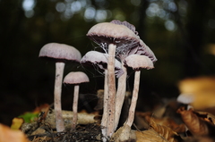 Laccaria amethystina