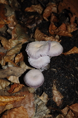 Laccaria amethystina