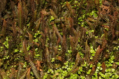 Blechnum penna-marina