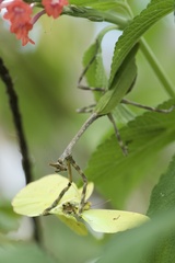 Pseudovates chlorophaea