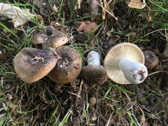 Russula