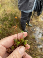 Polytrichum longisetum