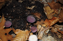 Laccaria amethystina