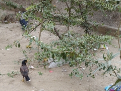 Acridotheres tristis