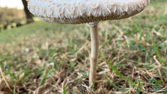 Chlorophyllum molybdites