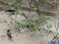 Acridotheres tristis