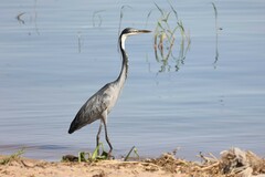 Ardea melanocephala