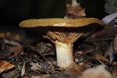 Paxillus involutus