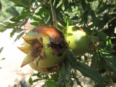 Leptoglossus clypealis