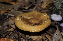 Paxillus involutus