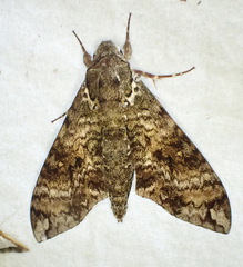Manduca schausi