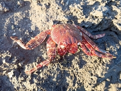 Grapsus adscensionis