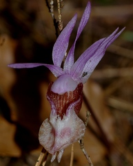 Calypso bulbosa occidentalis