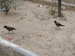 Acridotheres tristis