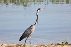 Ardea melanocephala