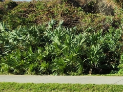 Arecaceae
