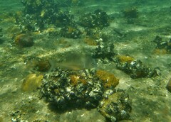 Acanthopagrus australis