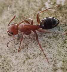 Myrmentoma