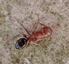 Myrmentoma