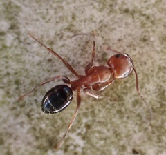 Myrmentoma