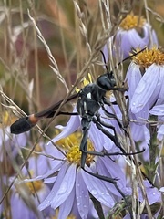 Ammophila procera