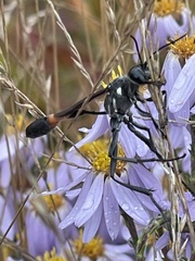Ammophila procera