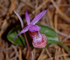 Calypso bulbosa occidentalis