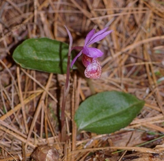 Calypso bulbosa occidentalis