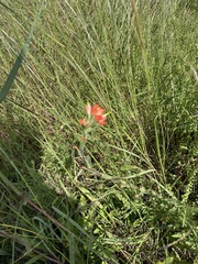 Castilleja indivisa
