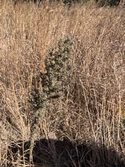 Liatris pycnostachya