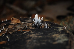 Xylaria hypoxylon