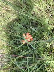Castilleja indivisa